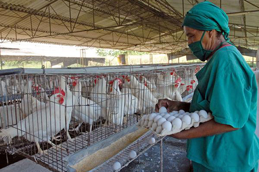 El aumento de la producción de huevos permite recuperar el autoabastecimiento del territorio agramontino. Camagüey, Cuba, 26 de diciembre de 2014. AIN