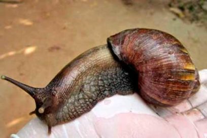 En Camagüey el caracol gigante africano
