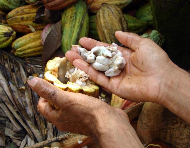 La producción de cacao (actualmente en proceso de inversiones) es uno de los renglones más potenciados para el encadenamiento productivo en Guantánamo. Foto: Internet