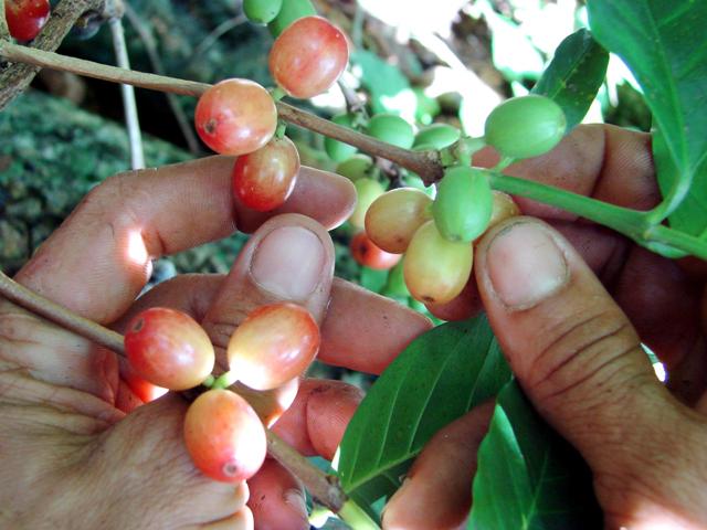café guantánamo