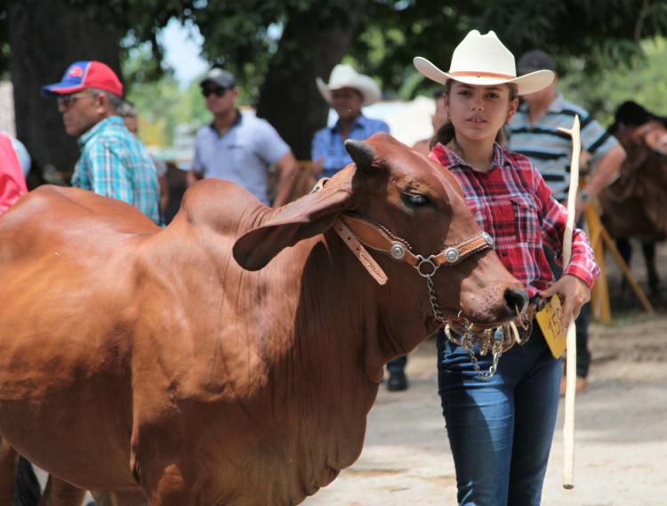 Las tradiciones vaqueras se transmiten de una generación a otra, y los más jóvenes también demuestran su dominio en la crianza de animales. Foto: Oscar Alfonso Sosa