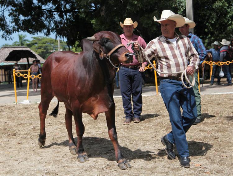 Valiosos ejemplares de la raza Cebú y sus mestizajes participaron en la XXIV edición de la Feria este 2019. Foto: Oscar Alfonso Sosa