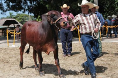 Feria del Cebú, el reino de la tradición ganadera (+ Fotos)