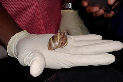 Llega caracol gigante africano a Pinar del Río (+ Fotos)