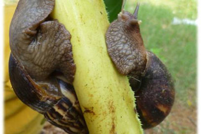 Caracol Gigante Africano: esencial el control popular