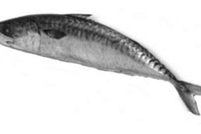 Disminuye de 20 a 15 pesos la libra de jurel