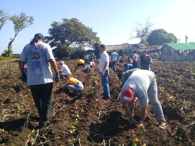 En la cooperativa de producción agropecuaria Sabino Pupo del santiaguero municipio de San Luis los estadounidenses solidarios con Cuba protagonizaron un trabajo voluntario en la siembre de boniato. Foto: Yaniuska Pérez