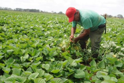 Efficient production on every inch of land