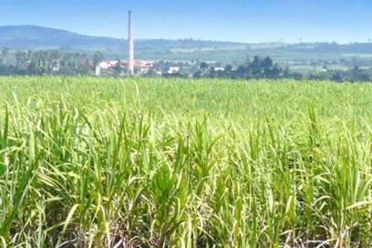 Llaman en Cuba a rescatar rol socioeconómico de la caña de azúcar