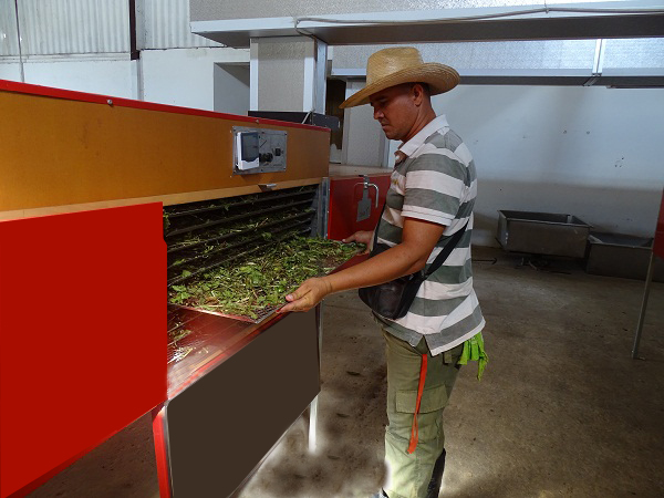 Moderna tecnología, con paneles solares para el secado de las plantas medicinales. Foto: Ana Margarita González