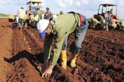 Impulsan producción de cultivos varios en Matanzas