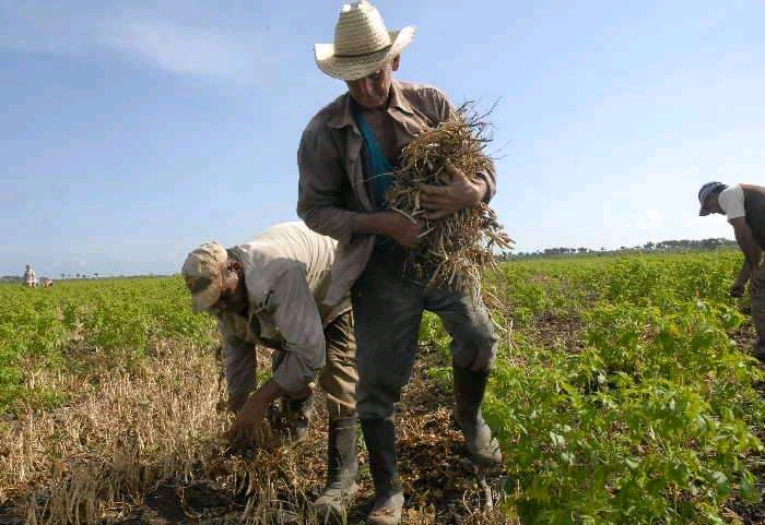 Aún con limitación de recursos, los agropecuarios espirituanos tienen la meta de producir más alimentos