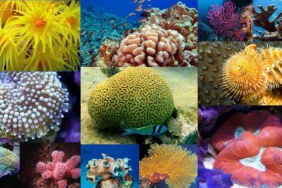 Peligran arrecifes de coral del Caribe