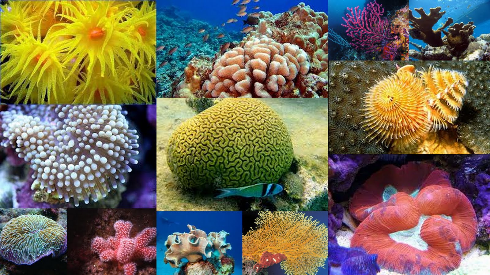 La vitalidad de la inmensa variedad de plantas y animales en los océanos está condicionada por la salud de sus ecosistemas, incluyendo los arrecifes de coral. Foto: expoknews.com