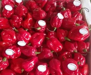 Rubros no tradicionales como el ají picante Chile Habanero se abren con éxito a la exportación.