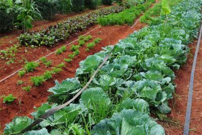 International forum in Cuba stresses the importance of agroecology