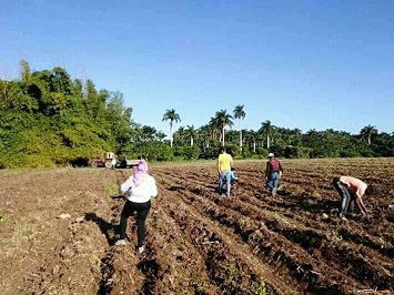 Los trabajadores de la Empresa Provincial Flora y la Fauna Sancti Spíritus, dieron su aporte voluntario en la siembra de frutas exóticas. Foto: Tomada de Facebook