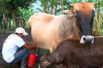 La ganadería exige un empujón (+Fotos)