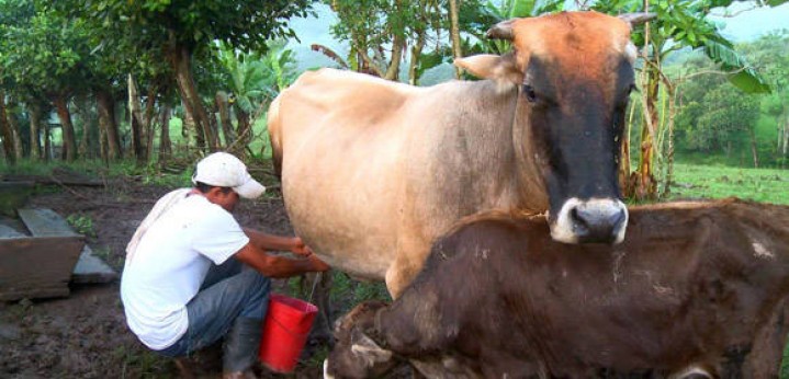 Ahora el 80 % de la ganadería vacuna está en el sector campesino y cooperativo, lo inverso sucedía antes del periodo especial.