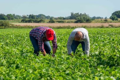 Claves de la nueva política de comercialización de productos agrícolas