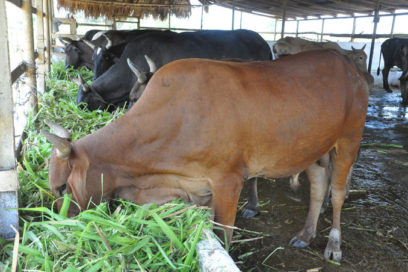 La genética en su pedestal (+ Gaceta Oficial)