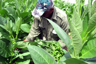 Tabaco siempre cubano