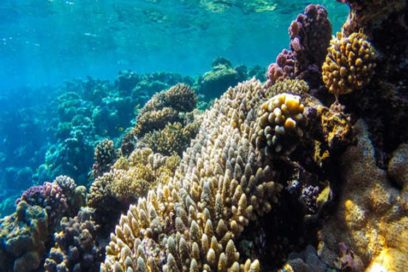 Coral reef in southern central Cuba deemed prosperous