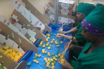 Las Reinas del Picante sobrecumplen exportaciones (+Fotos)