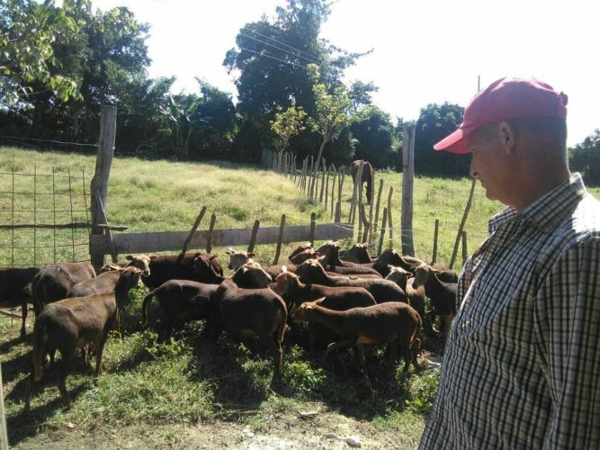Iosvany, uno de los más destacados productores de ganado menor en Ciego de Ávila. Foto: José Luis Martínez Alejo
