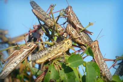 África: Voraz plaga de langostas alcanza potencial destructivo sin precedentes