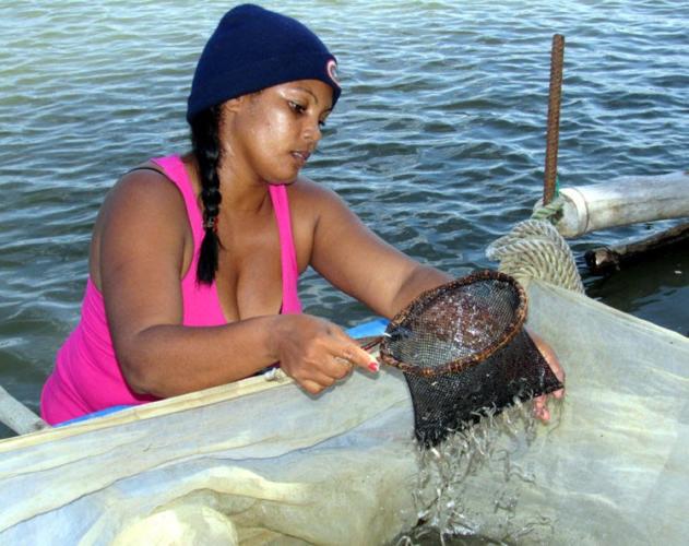 Foto: Alexis de Toro. En el año 2019 se obtuvieron más de cuatro millones de dólares por la venta de angula.