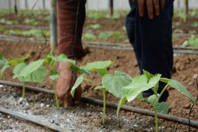 Nuevo biofertilizante en estudio
