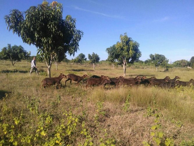 El pastoreo de los carneros en las plantaciones de mango es una de las buenas prácticas en la finca La Caridad. Foto: Jose Luis Martínez Alejo