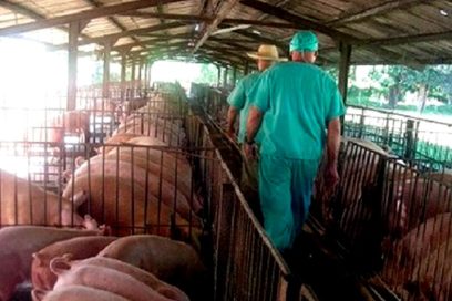 Cebar la eficiencia para criar cerdos