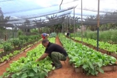 La voluntad de la agricultura frente al nuevo coronavirus