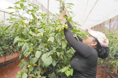 Oro cubano por el mundo