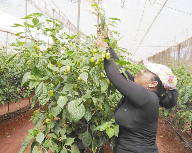 El ají pica y se extiende con más de 30 toneladas cosechadas este año. Foto: José Luis Martínez Alejo