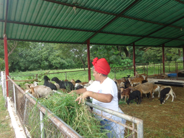 En la agricultura también las cubanas apoyan la revolución Bolivariana. Foto: Jorge Pérez Cruz