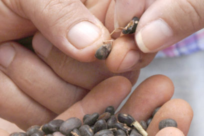 Investigan plaga en plantaciones de frijol