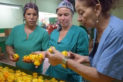 Agricultura con rostro de mujer (+ Fotos)