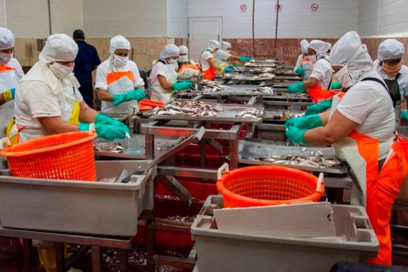 Aumenta producción de alimentos Empresa Pesquera La Coloma (+ Fotos)