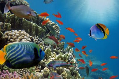 Es posible recuperar la vida de los océanos, revela estudio