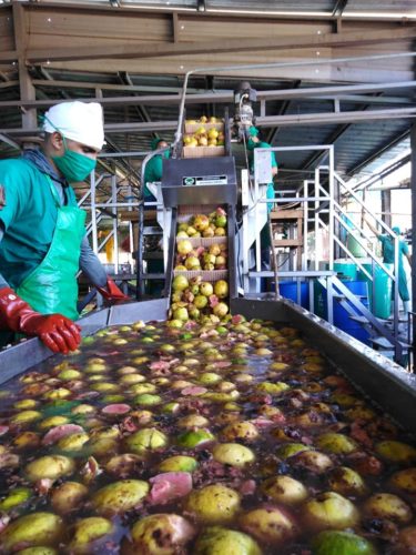 La guayaba tumbada al suelo fue aprovechada y vuelve a reinar en la producción diversificada. Foto: José Luis Martínez Alejo