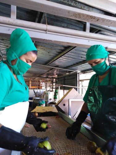 La minindustria Ceballos Uno ha potenciado el empleo femenino. Foto: José Luis Martínez Alejo