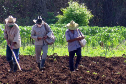 Desfiles productivos en los surcos