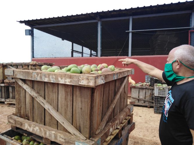 Veliz muestra parte de la cantidad de mangos derribados por la tormenta local severa. Foto: José Luis Martínez Alejo