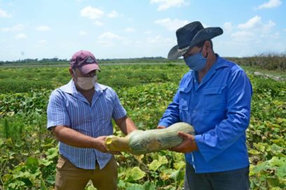 Pineros con los pies bien puestos sobre la tierra