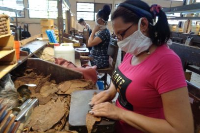 Habanos: el arte de torcer tabacos y destorcer adversidades (+Fotos)
