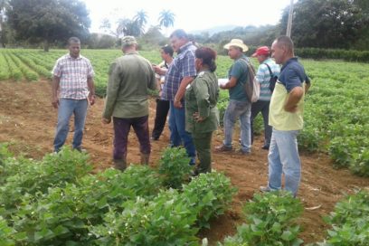 Aumenta en Guantánamo cantidad de tierra aprovechada por la agricultura