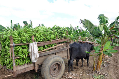 Alternativas para incrementar la producción de alimentos